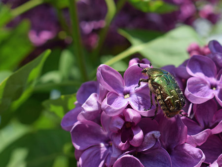 Cetonia aurata beetle on lilac flowers, close up viewの写真素材