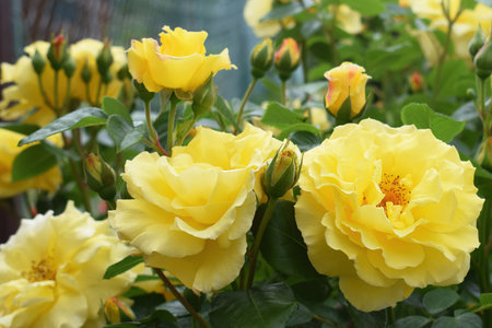 Beautifully blooming roseの写真素材