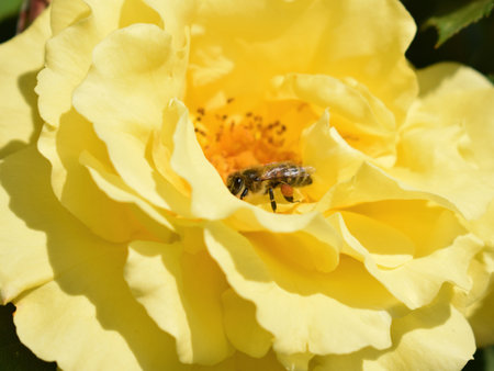 Bee on a yellow rose flower, close up viewの写真素材
