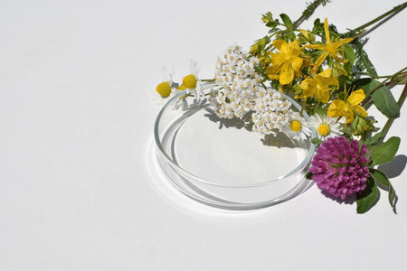 Petri dish and various kinds of herbs on a white background, copy space for textの写真素材