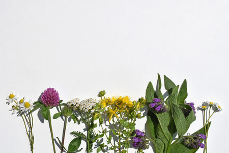 Various kinds of herbs on a white background, copy space for textの写真素材