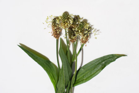 Flowering ribwort plantain (Plantago lanceolata) with leaves on a white backgroundの写真素材