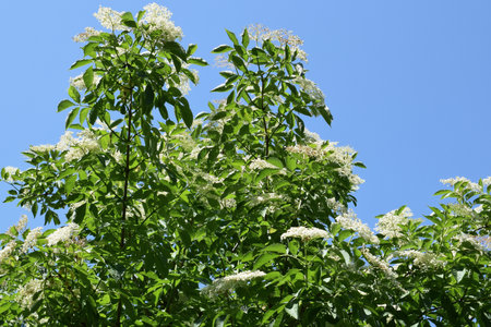 Flowering elderberry (Sambucus nigra) against blue skyの写真素材