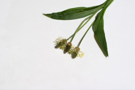 Flowering ribwort plantain (Plantago lanceolata) with leaves on a white background, copy space for textの写真素材