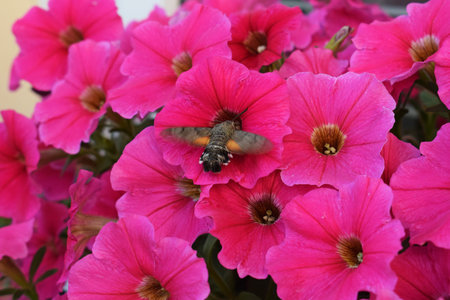 Hummingbird hawk-moth (Macroglossum stellatarum) in flight, feeding on nectar from petunia flowerの写真素材