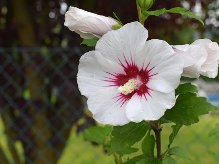 Flower of hibiscus syriacus 'Manuela' with a few rain drops, close up viewの写真素材