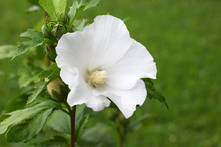 Hibiscus syriacus of white colorの写真素材