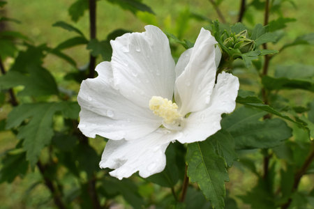 White flower with rain drops, close up viewの写真素材