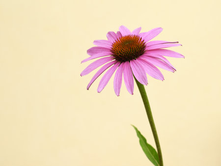 Echinacea purpurea flower, light backgroundの写真素材