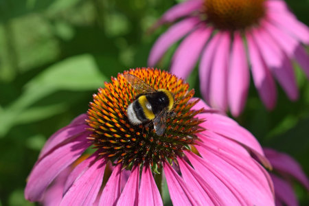 Bumblebee on Echinacea purpurea flowerの写真素材