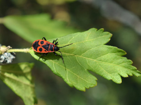 Pyrrhocoris apterus on hibiscus syriacus leafの写真素材