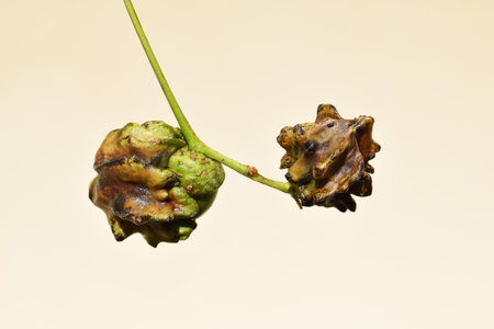 Outgrowths or galls on acorns, knopper galls, caused by gall wasp Andricus quercuscalicisの写真素材
