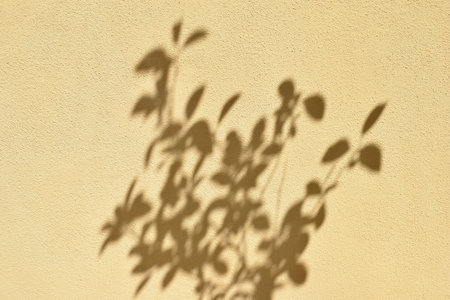 Shadows of tree twigs with leaves on a wall