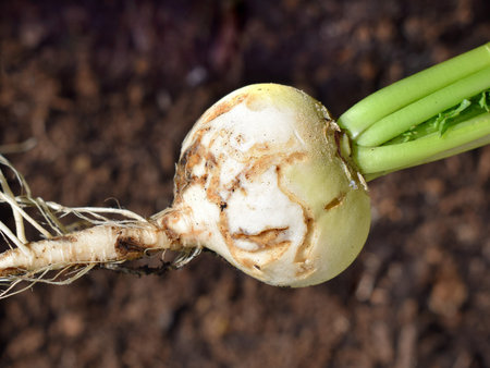Large radish damaged by fly larvae of Delia genusの写真素材