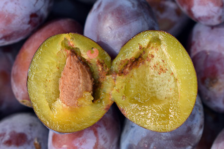 Halved plum with larva of plum fruit moth, Grapholita (Cydia) funebrana. Damaged fruit with pest