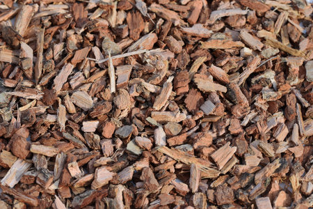 Oak bark, close up viewの写真素材