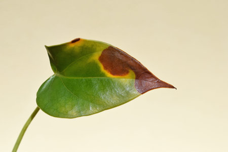 Browning, yellowing or drying anthurium leaf. Plant problems, the concept of houseplant care