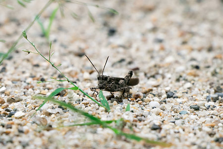 grasshopper Graze on sandの写真素材