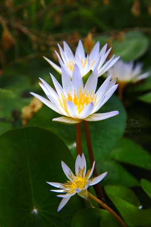 lotus in the pondの写真素材