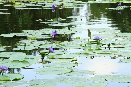 bird and lotus in the pondの写真素材