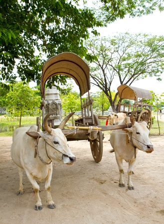 cow and cartの写真素材