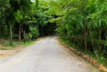 path to the jungleの写真素材