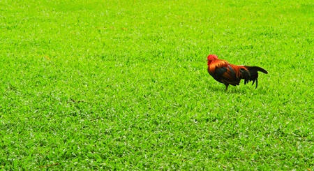 cockatoo on green fieldの写真素材