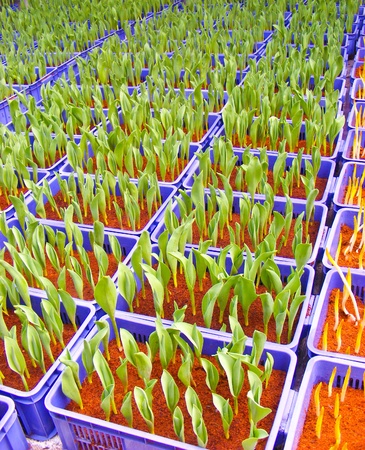 young plant in the gardenの写真素材