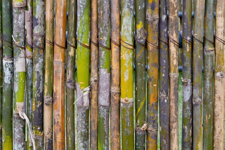 green bamboo fenceの写真素材