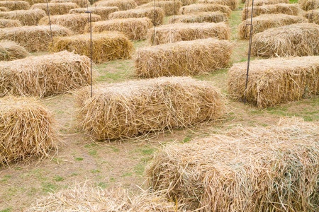 many pile of rice strawの写真素材
