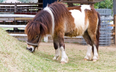 horse eating grassの写真素材