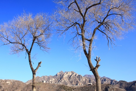 dead trees and blue skyの写真素材