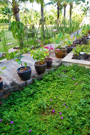 garden and pathの写真素材