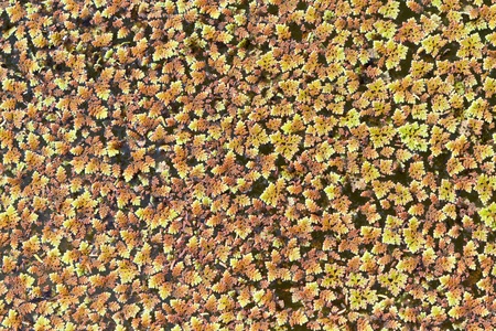 pinnata plantの写真素材