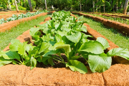 kale vegetable