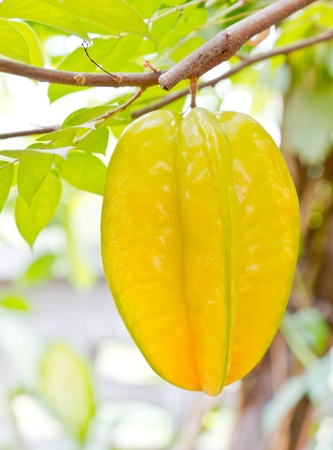 starfruit on treeの写真素材