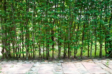 tree wall with path の写真素材