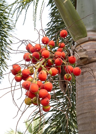 betel nut treeの写真素材