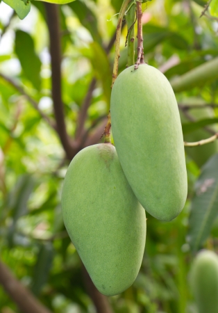 mango fruits on treeの写真素材