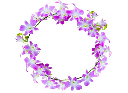 violet orchid flowers lined in frame on white background の写真素材