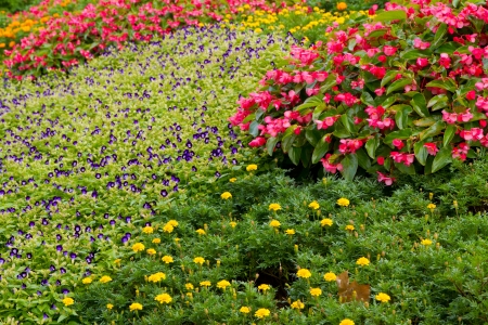 flower and gardenの写真素材