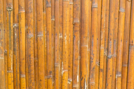bamboo wall pattern and textureの写真素材