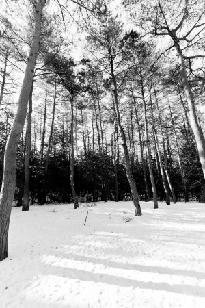Trees with snow in winter park in Black and White colorの写真素材