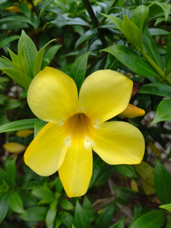 Allamanda cathartica, yellow flower in the garden.の写真素材