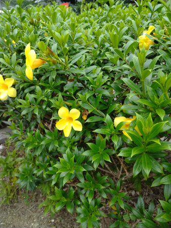 Allamanda cathartica, golden trumpet tree, yellow flowerの写真素材