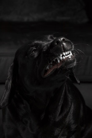 A black labrador retriever with beautiful brown eyes.の写真素材