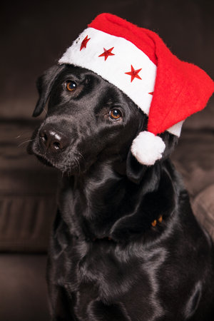 A black labrador retriever with beautiful brown eyes.の写真素材