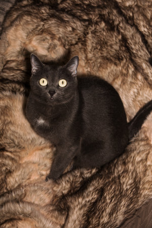 Little gray cat with brown eyes named Mia.の写真素材