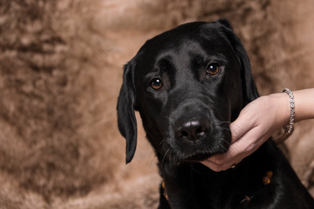 Black labrador retriever on a brown background.の写真素材
