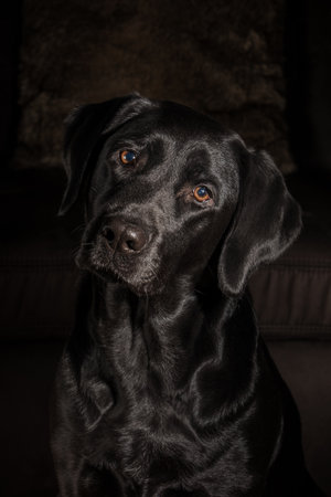 Black labrador retriever with brown eyes.の写真素材